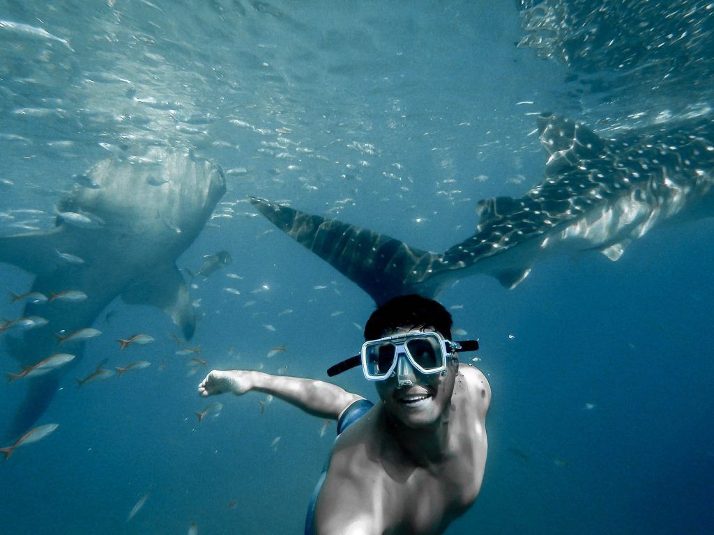 Nadar con tiburones ballena en Filipinas