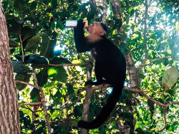 Capuchin monkey in Manuel Antonio Park Costa Rica
