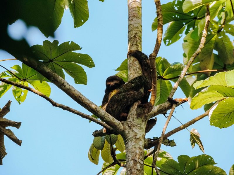 Perezoso Manuel Antonio Costa Rica