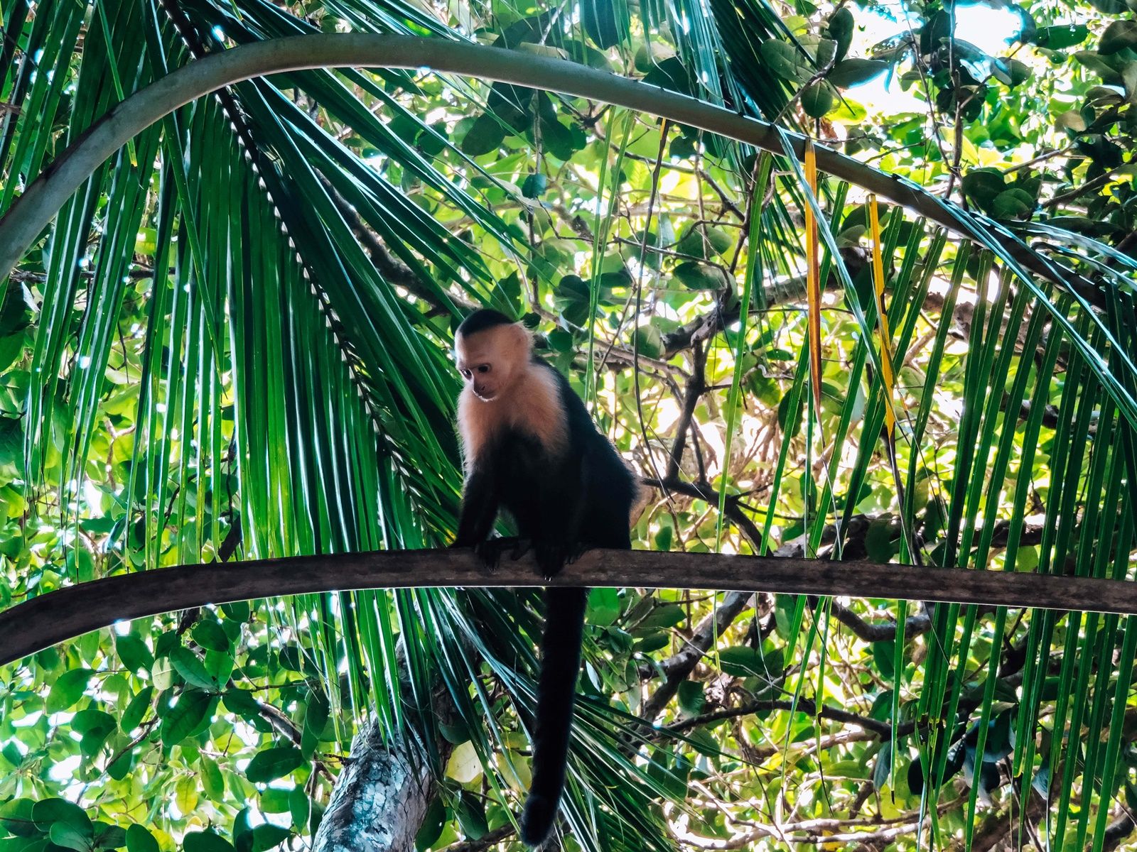 Parque Manuel Antonio Costa Rica