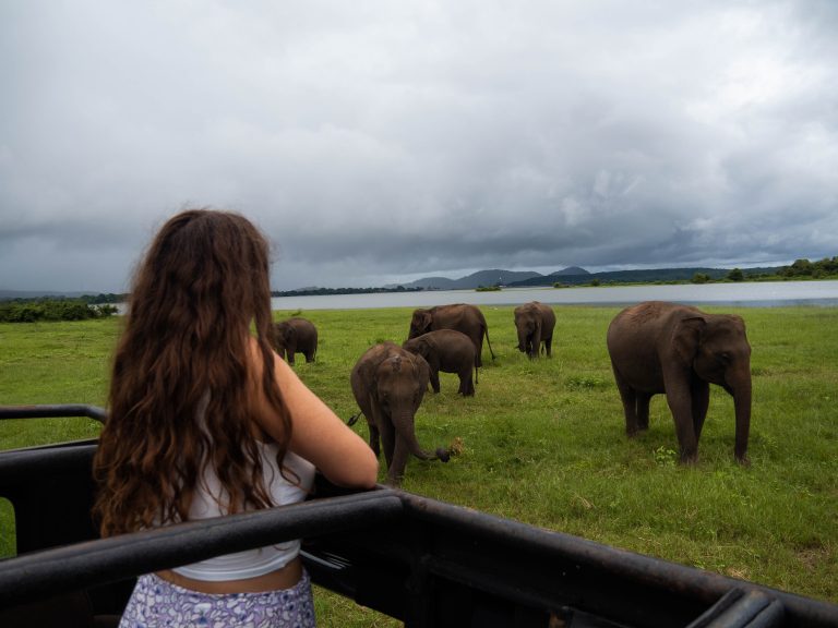 Minneriya safari elefantes Sri Lanka