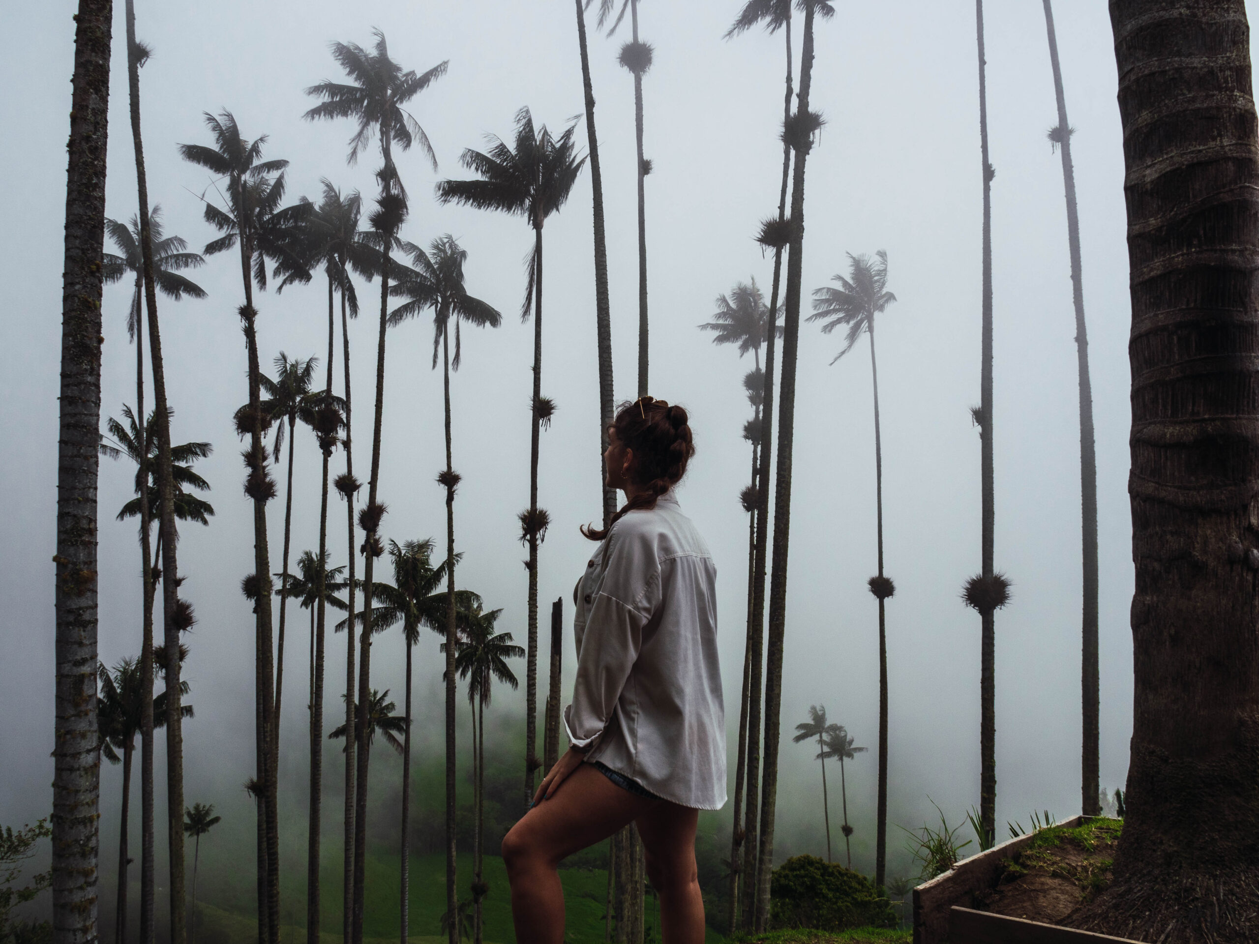 Valle de Cocora Colombia